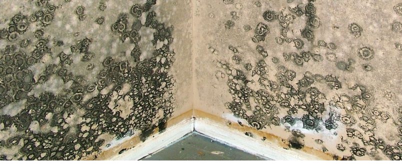 Mould Removal